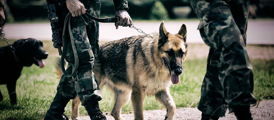 Security and dogs patrolling outside