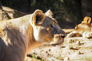 profile of lioness