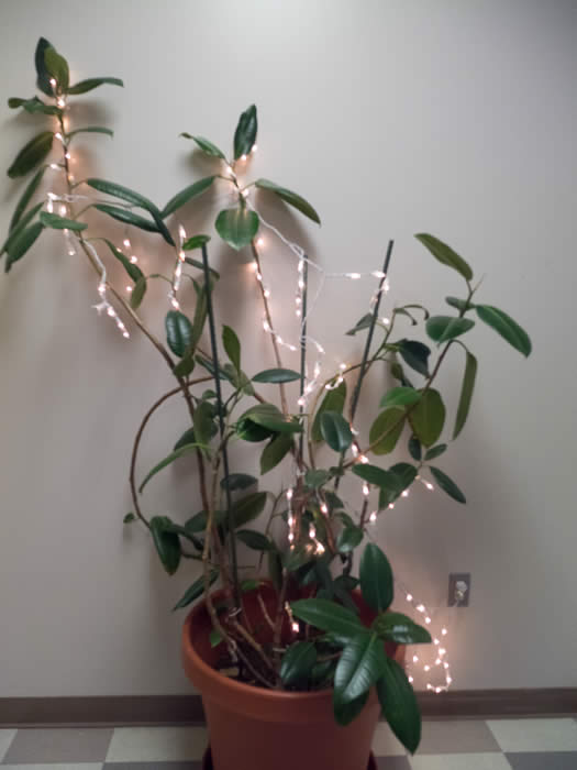 plant with lights
