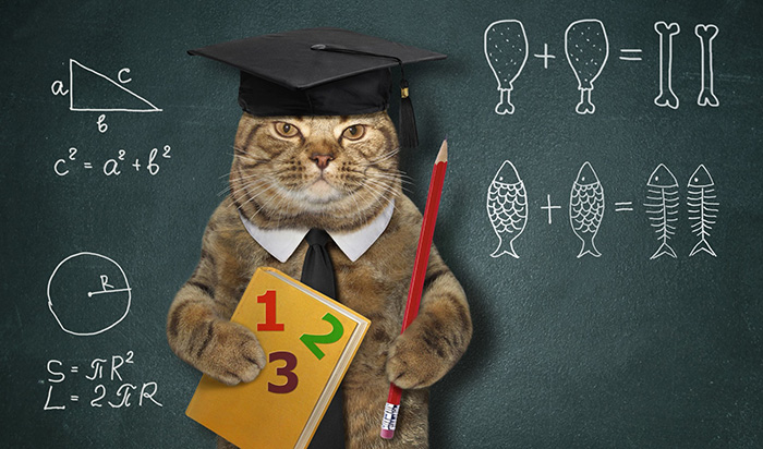 Cat in a graduate hat