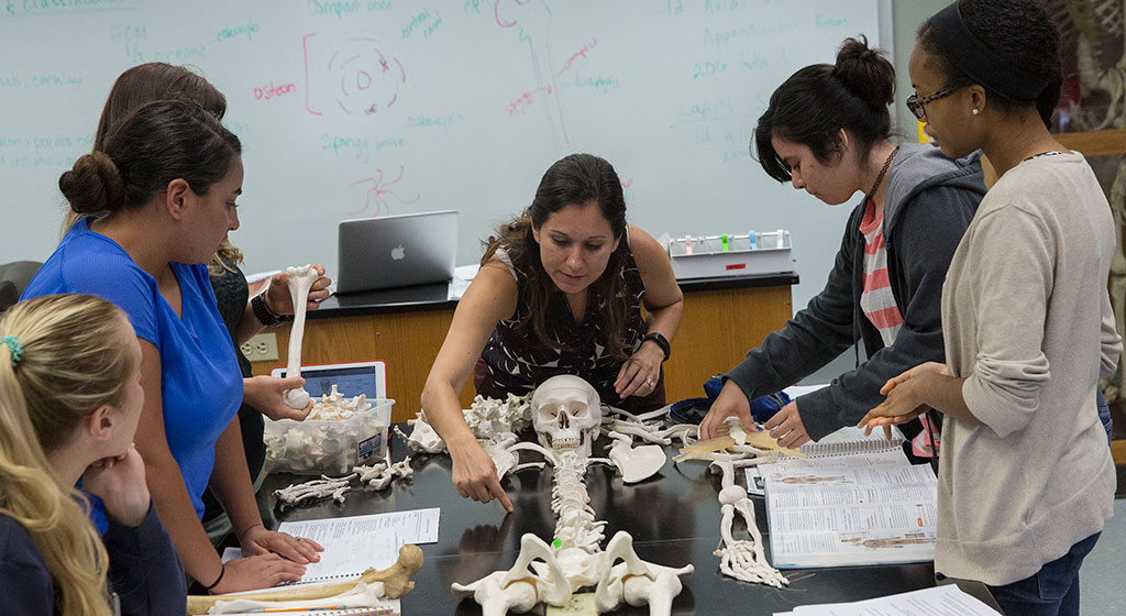 Professor showing students a section of a skeleton.